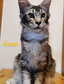 Maine Coon mit Stammbaum - Meitingen