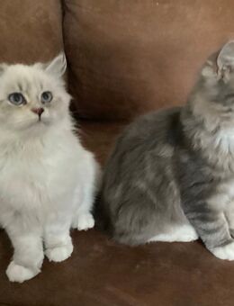 Ragdoll mix Kitten - Wiesenfelden