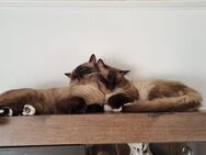 Zwei liebevolle, gesunde Kater suchen ein neues Zuhause - Düsseldorf