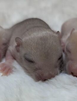 Mega süsse Rennmausbabys suchen ein neues zuhause - Düren