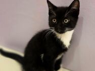 Baby-Kitten - Wuppertal