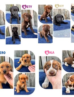 Welpen suchen Adoptanten - Leipzig