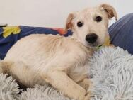 Klein♥Marley♥sucht seine treuen Menschen - Hamburg