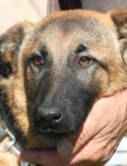 Abeja - verspielte Junghündin - Lohra