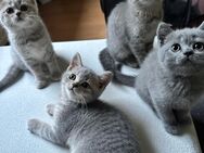 Süße Britisch Kurhaar Kitten | Abgabe bereit - Remscheid