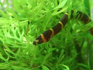 Aquarium Fisch; Dornauge (Acanthophthalmus kuhlii) 2,50€ / Stk - Erftstadt