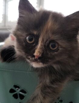 Britisch Kurzhaar Schildpatt Kitten sucht liebevolles Zuhause - Heddesheim