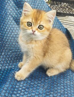 Süße BKH - Kitten abzugeben - Kitzingen