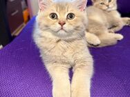 super süße BKH kitten zum Verkauf - Gelsenkirchen