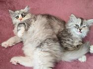 Nur Noch 2 kitten Siebirische Waldkatze-Perser/Regdoll - Borkow