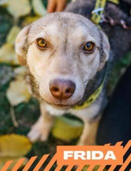 Frida - Hummeln im Hintern - Berlin