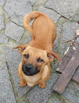 Joschi - fröhlicher Lausbub - Höchst (Odenwald)