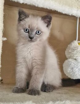 Katzen Kitten Kätzchen BKH/BLH - München