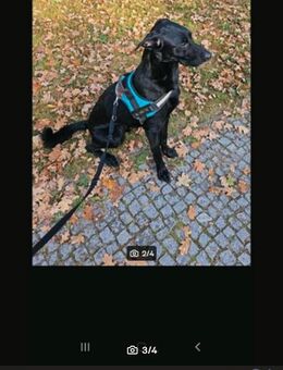 Labrador Mischling Lucky - Berlin