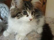 Maine Coon reinrassige Kitten 100 % zum Liebhaben! - Hambühren