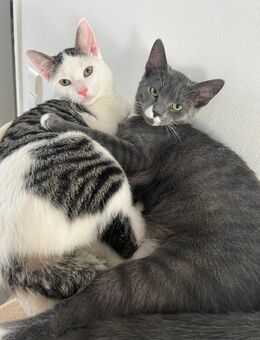 EKH Katzen verkaufen - Lünen