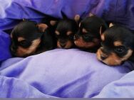 Yorkshire-Terrier Welpen, reinrassig mit Ahnentafel - Garrel