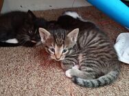 Kitten zu verkaufen - Wunstorf