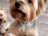 Yorkshire Terrier Welpen - Frankfurt (Oder)