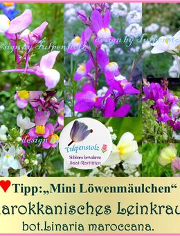 ♥ Marokkanisches Leinkraut Mix Mini Löwenmäulchen,Samen, Tulpenstolz Garten, Linaria maroccana,Schneckensicher,essbare Blüten - Hamburg