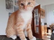 2 rote Kitten, rote Katze, Geschwisterpaar, 12 Wochen, lieb u. verschmust.ì - Brilon