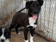 Welpe Peaches voller Lebensfreude 🍑🐾 - Eislingen (Fils)