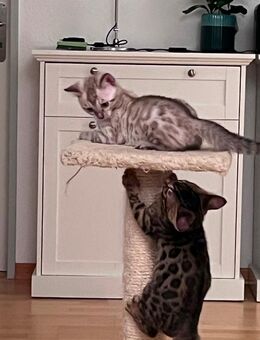 Reinrassige Schweizer Bengal Kitten bei Winterthur - Wiesendangen