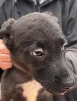 Utta - Pflegestelle oder Zuhause gesucht - Oberwies