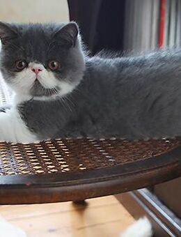 Kurzhaar-Perser-Kitten (Exotic Shorthair) mit Stammbaum - Sülstorf