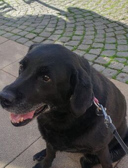Labrador Hündin - Bad Langensalza
