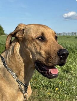 Frieda sucht erfahrene Menschen - Greifswald