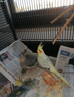 Junge handzahme super schöne Nymphensittich Hähne abzugeben - Waiblingen Zentrum