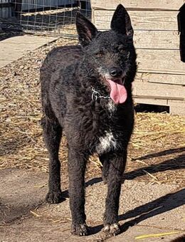 Lexie sucht ihre Familie - Weilheim (Oberbayern)