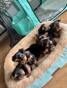 💛 Yorkshire-Terrier-Welpen suchen liebevolles Zuhause 💛 - Leipzig