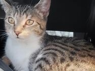Ich gebe Zwei süße Katzen ab - Wittenberge Zentrum