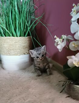 BKH Kitten - Deißlingen