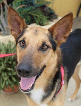 Maxi kam schwer verletzt aus der Perrera - Laatzen