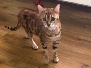 Bengal Katze 8 Jahre zu verkaufen - Stuttgart