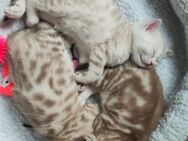 Babykatzen Bengal Mix - Weissach (Tal)