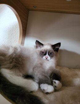 Sibirische Kitten,Neva Masquarade Babykatzen - Aachen