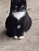 Katzenbabys jung katzen in 88353