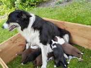 Verkaufe Bordercollie, Australien Welpen - Haldensleben
