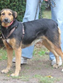 Valeska eignet sich als Familienhund - Schwarmstedt