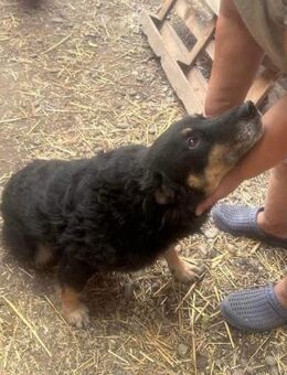 Violetta sucht einen PLatz zum Ankommen - Langenhagen