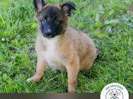 Chip 248318: Hundekind sucht ein Zuhause - Kirchzell