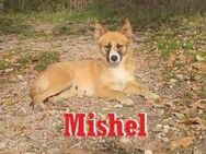 MISHEL ❤ sucht Zuhause oder Pflegestelle - Langenhagen