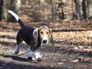 Kleine zauberhafte reinrassige Basset Artesien Normand Welpen suchen ein neues Zuhause. Eine seltene Rasse. - Lüneburg