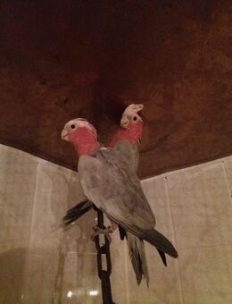 Rosakakadu - Eilenburg