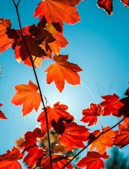 Exklusive Maisonette-ETW in Bestlage von Winterhude - Hamburg