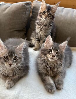 Reinrassig Maine Coon - Vechta